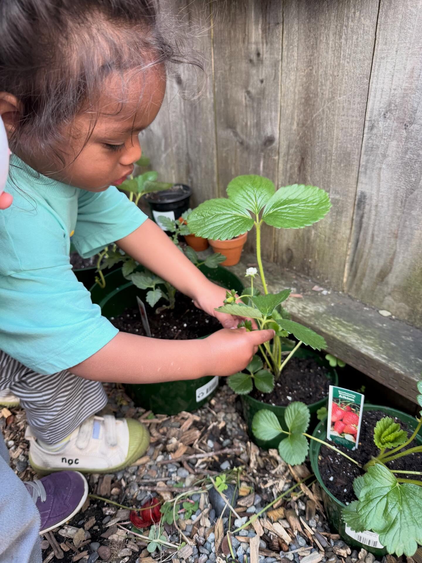 A young child tending strawberry plants in green pots