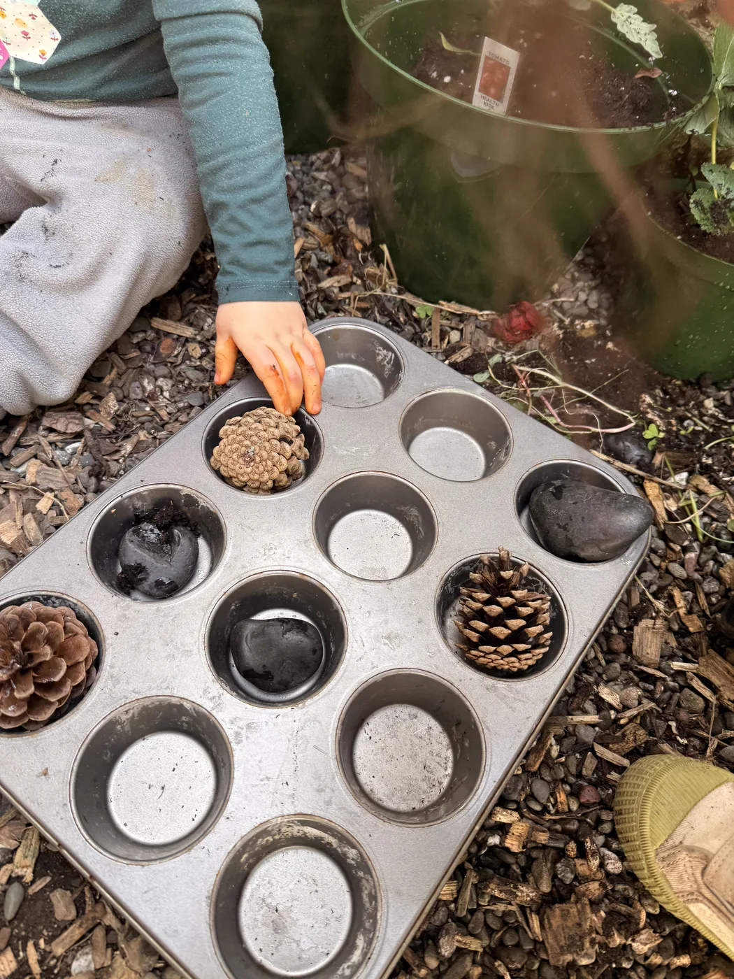 A muffin tin filled with pinecones, seeds, and stones collected in the garden